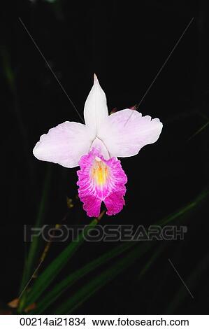 Close-up of Orchid flower, Orchid Garden, Singapore View Large Photo Image Picture - Close-up of Orchid flower, Orchid Garden, Singapore. Fotosearch