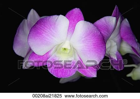 Close-up of Orchid flower, Orchid Garden, Singapore View Large Photo Image Stock Photography - Close-up of Orchid flower, Orchid Garden, Singapore. Fotosearch