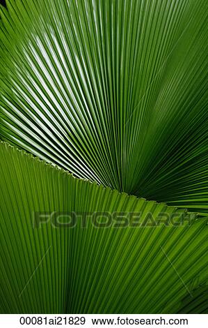 Stock Photo - Close-up of palm leaves, Singapore. Fotosearch