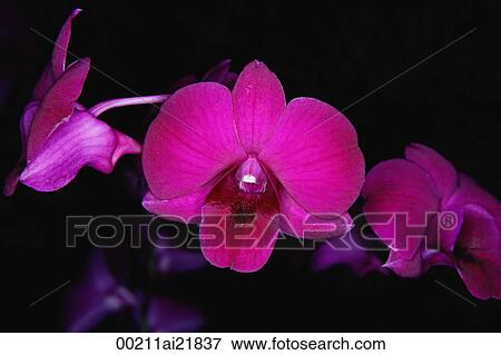 Stock Photo - Close-up of pink Orchid flowers, Orchid Garden, Singapore. Fotosearch