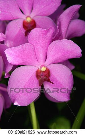 Close-up of pink Orchid flowers, Orchid Garden, Singapore View Large Photo Image Stock Photograph - Close-up of pink Orchid flowers, Orchid Garden, Singapore. Fotosearch