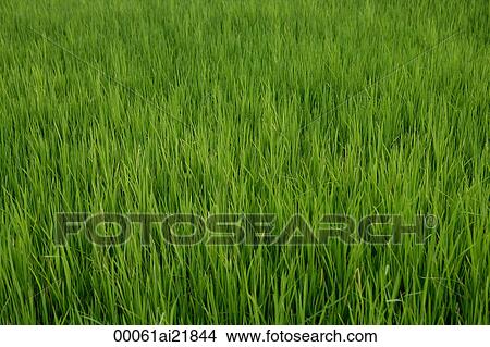 Picture - Close-up of Rice paddyfield, Thailand. Fotosearch