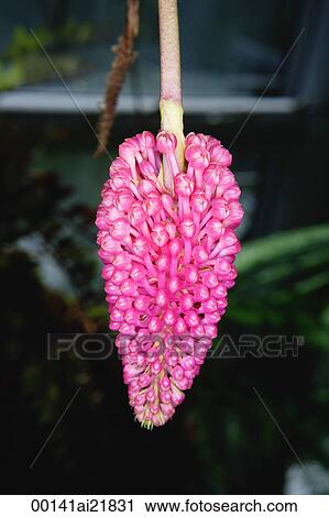 Stock Image - Close-up of tropical pink flower. Fotosearch