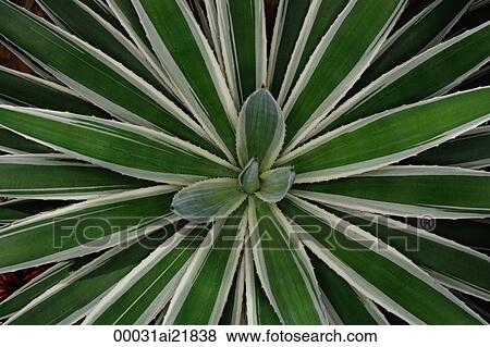 Stock Photo - Close-up of tropical plant, Singapore. Fotosearch