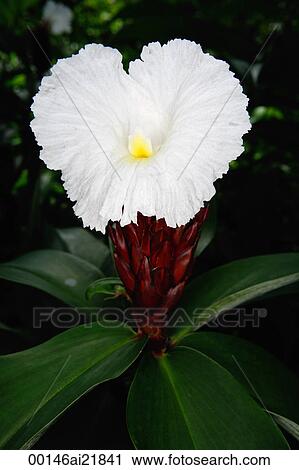 Close-up of white flower, Singapore View Large Photo Image Stock Image - Close-up of white flower, Singapore. Fotosearch