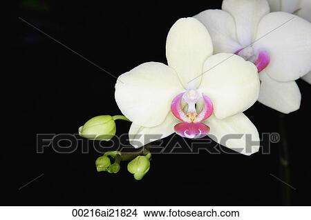 Picture - Close-up of white Orchid flower, Orchid Garden, Singapore. Fotosearch