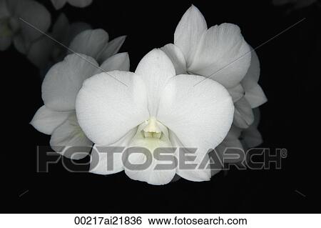 Close-up of white Orchid flower, Orchid Garden, Singapore View Large Photo Image Stock Photograph - Close-up of white Orchid flower, Orchid Garden, Singapore. Fotosearch