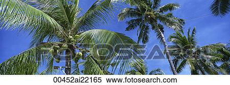Coconut trees, Cebu, Philippines View Large Photo Image Stock Photography - Coconut trees, Cebu, Philippines. Fotosearch