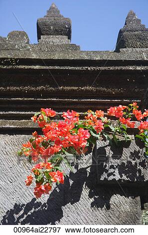 Flower ranking at temple on Bali, Indonesia View Large Photo Image Stock Photo - Flower ranking at temple on Bali, Indonesia. Fotosearch
