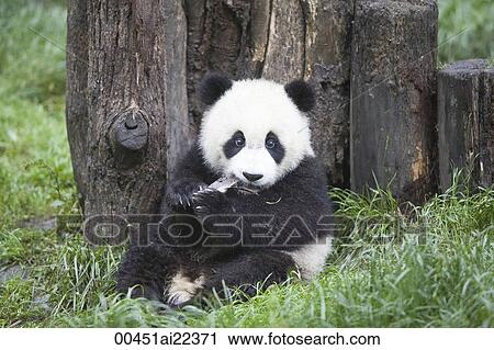 Stock Image - Giant Panda, Chengdu Panda breeding and research center, Chengdu, China. Fotosearch