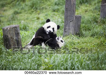 Stock Image - Giant Panda, Chengdu Panda breeding and research center, Chengdu, China. Fotosearch