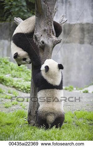 Giant Panda, Chengdu Panda breeding and research center, Chengdu, China View Large Photo Image Stock Photo - Giant Panda, Chengdu Panda breeding and research center, Chengdu, China. Fotosearch