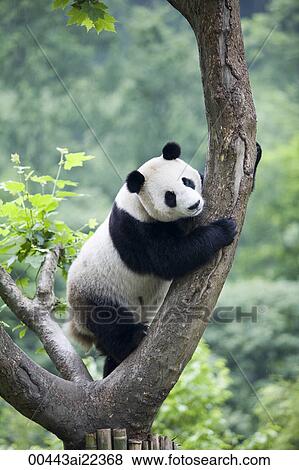 Giant Panda, Chengdu Panda breeding and research center, Chengdu, China View Large Photo Image Stock Photo - Giant Panda, Chengdu Panda breeding and research center, Chengdu, China. Fotosearch