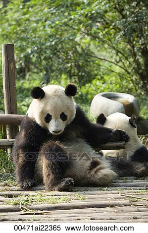 Giant Panda, Chengdu Panda breeding and research center, Chengdu, China View Large Photo Image Stock Photography - Giant Panda, Chengdu Panda breeding and research center, Chengdu, China. Fotosearch