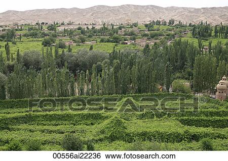 Stock Photograph - Grape field at the Grape Valley with Framing mountain at background, Turpan, Xinjiang. Fotosearch