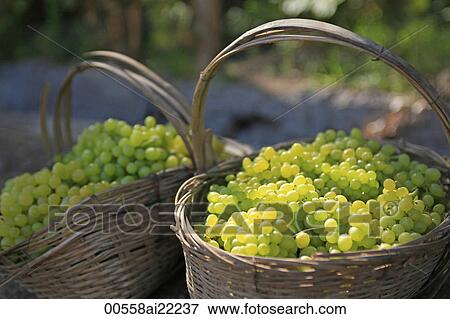 Harvested fresh grapes in the baskets, Grape valley, Turpan, Xinjiang View Large Photo Image Stock Photo - Harvested fresh grapes in the baskets, Grape valley, Turpan, Xinjiang. Fotosearch