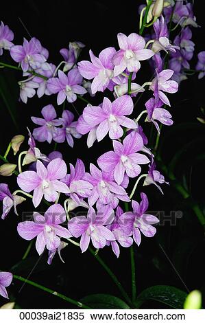 Stock Photography - Orchid flowers, Orchid Garden, Singapore. Fotosearch