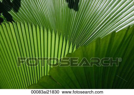 Palm leaves, Singapore View Large Photo Image Stock Image - Palm leaves, Singapore. Fotosearch