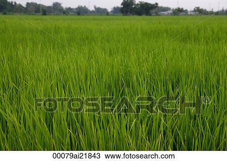 Stock Image - Rice paddy field, Thailand. Fotosearch