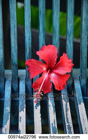Still life of hibiscus flower View Large Photo Image Stock Photograph - Still life of hibiscus flower. Fotosearch