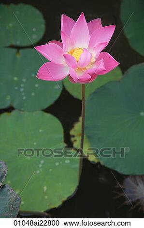 Still life of lotus flower View Large Photo Image Stock Image - Still life of lotus flower. Fotosearch