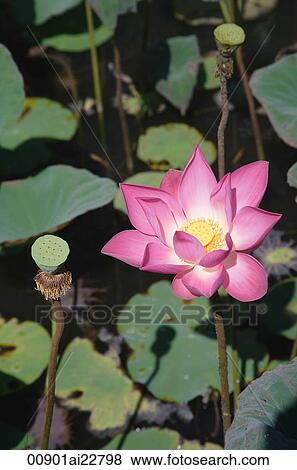 Stock Photo - Still life of lotus flower. Fotosearch