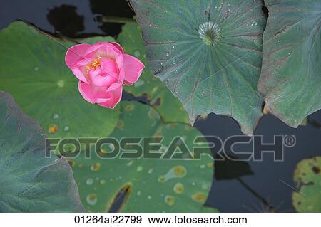 Still life of lotus flower View Large Photo Image Stock Photo - Still life of lotus flower. Fotosearch