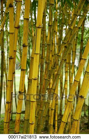 Trunks of Bamboo plants, Chinese Garden, Singapore View Large Photo Image Stock Image - Trunks of Bamboo plants, Chinese Garden, Singapore. Fotosearch
