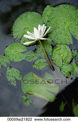 Water lily in pond, close-up View Large Photo Image Stock Image - Water lily in pond, close-up. Fotosearch