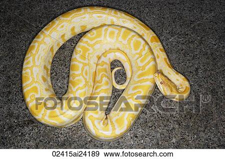Stock Photo - Asian albino python. Fotosearch