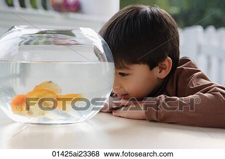 Young boy looking at goldfish bowl View Large Photo Image Stock Photo - Young boy looking at goldfish bowl. Fotosearch