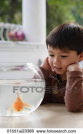 Young boy looking at goldfish bowl View Large Photo Image Stock Photo - Young boy looking at goldfish bowl. Fotosearch