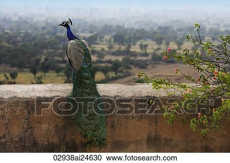 peacock on ledge View Large Photo Image Stock Image - peacock on ledge. Fotosearch
