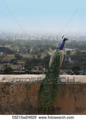 Stock Photo - peacock on ledge. Fotosearch