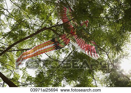 Chinese kite caught in tree View Large Photo Image Picture - Chinese kite caught in tree. Fotosearch