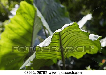 Stock Image - Elephant Ear plants (Colocasia). Fotosearch