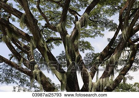 Tree with moss growing on branches View Large Photo Image Stock Image - Tree with moss growing on branches. Fotosearch