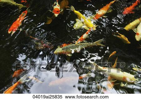 Koi fish in pond View Large Photo Image Stock Photography - Koi fish in pond. Fotosearch