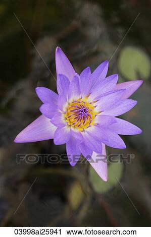Lotus flower in full bloom View Large Photo Image Stock Image - Lotus flower in full bloom. Fotosearch