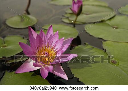Lotus flowers View Large Photo Image Stock Image - Lotus flowers. Fotosearch