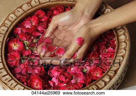 Stock Photo - Woman cupping rose petals and rose water. Fotosearch