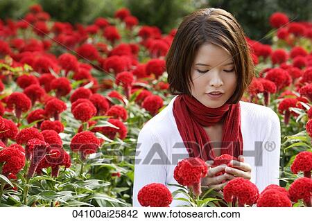 Stock Image - Young woman among red flowers (coxcomb). Fotosearch