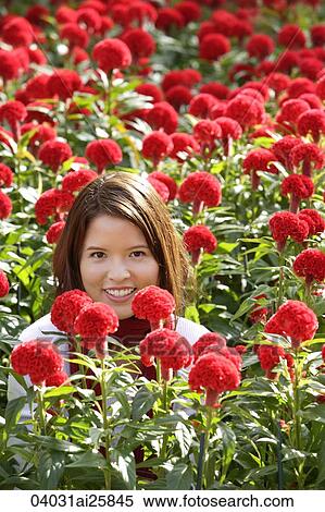 Stock Photography - Young woman among red flowers (coxcomb). Fotosearch