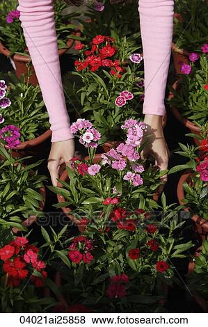 Stock Photo - Young woman picking up a flower pot. Fotosearch