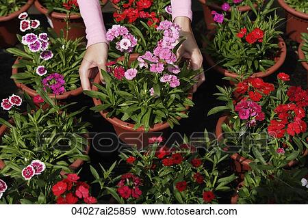 Stock Photo - Young woman picking up a flower pot. Fotosearch