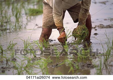 Picture - Farmer planting at the paddy field, Cagayan Valley, Philippines. Fotosearch
