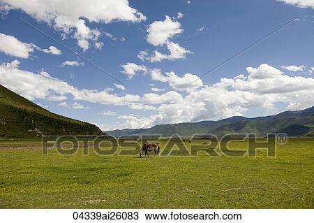 Horses in meadow, shangri la, shangrila, China View Large Photo Image Stock Image - Horses in meadow, shangri la, shangrila, China. Fotosearch
