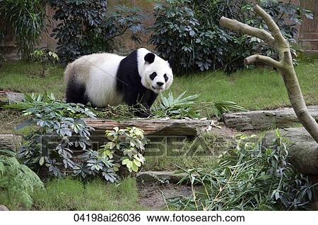 Panda at Ocean Park, Hong Kong View Large Photo Image Stock Photograph - Panda at Ocean Park, Hong Kong. Fotosearch