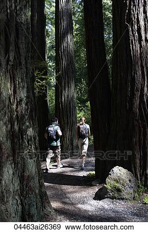 Stock Photo - couple hiking among giant redwood trees. Fotosearch