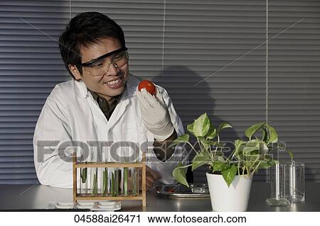 scientist looking at a tomato View Large Photo Image Stock Image - scientist looking at a tomato. Fotosearch